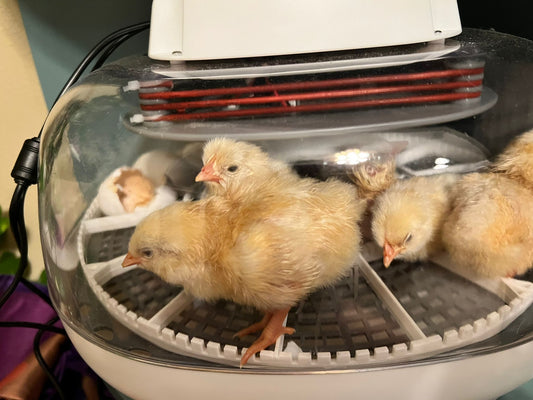 Buy us a Baby Chick!
